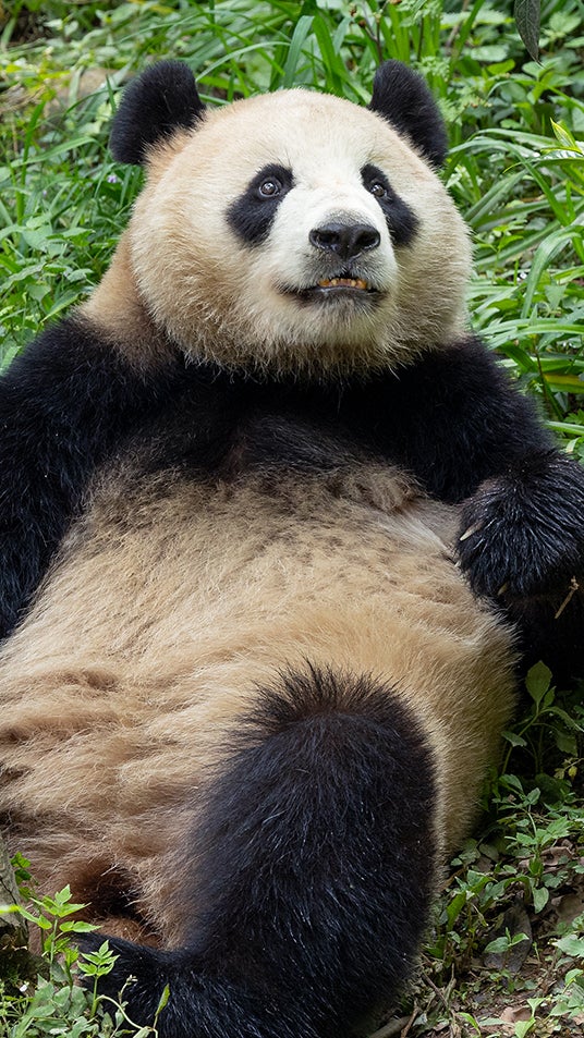 Giant panda at San Diego Zoo